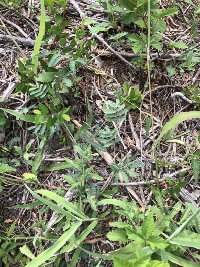 Desmanthus reticulatus image