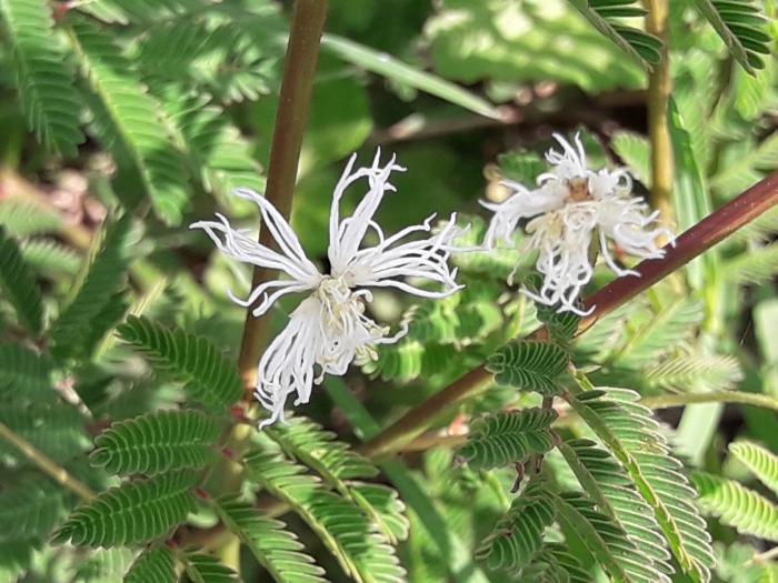 Desmanthus virgatus image