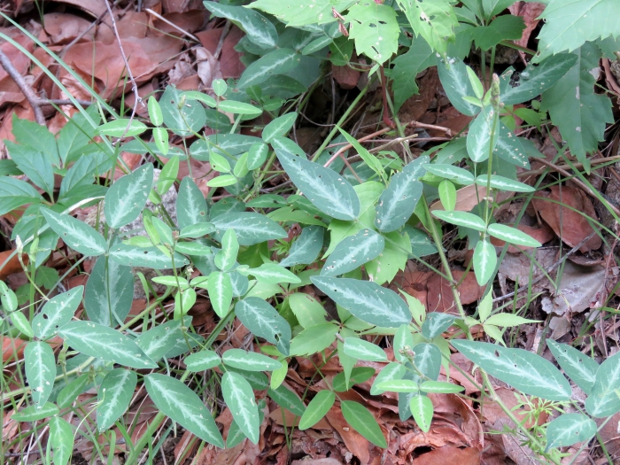 Desmodium batocaulon image