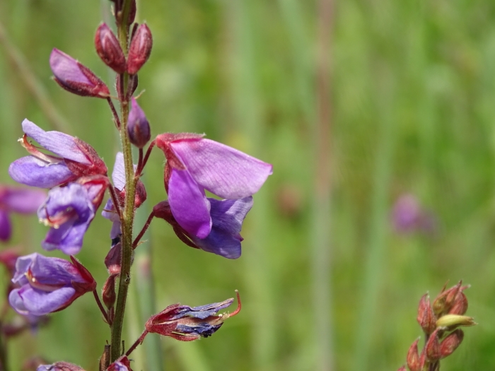 Desmodium canadense image