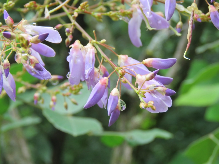 Desmodium elegans image