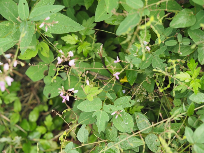 Desmodium glabellum image