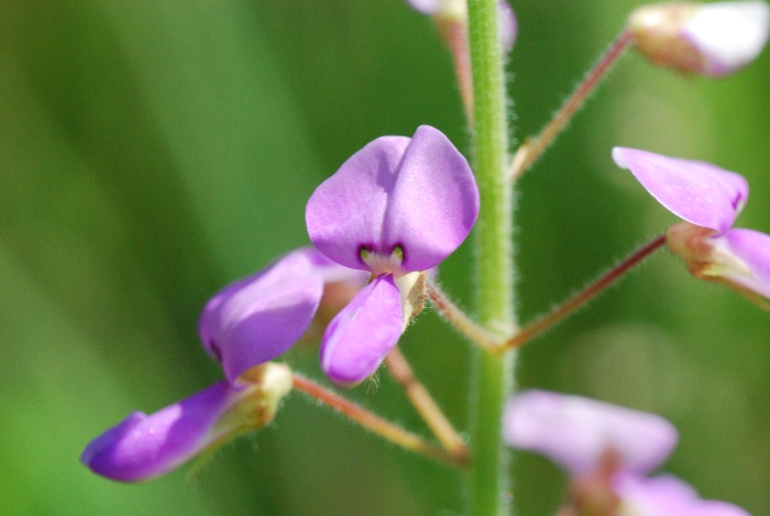 Desmodium illinoense image