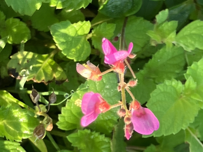 Desmodium incanum image