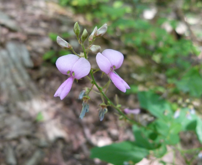 Desmodium perplexum image