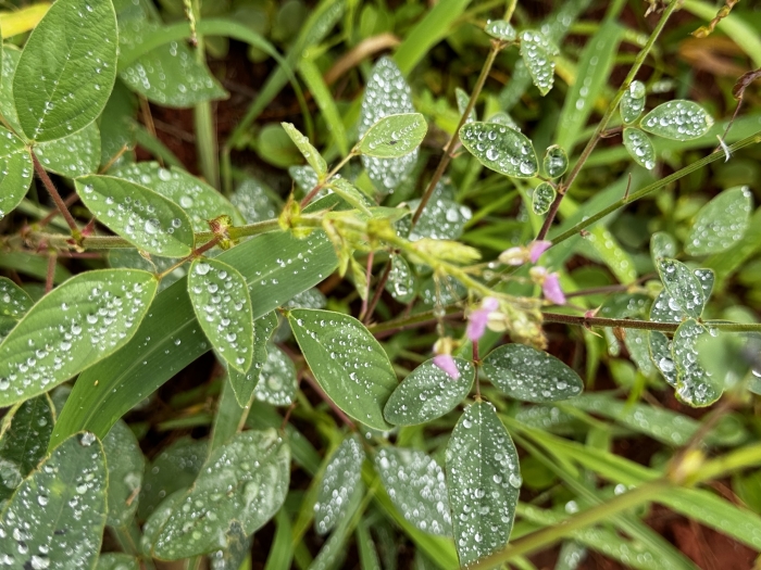 Desmodium tortuosum image