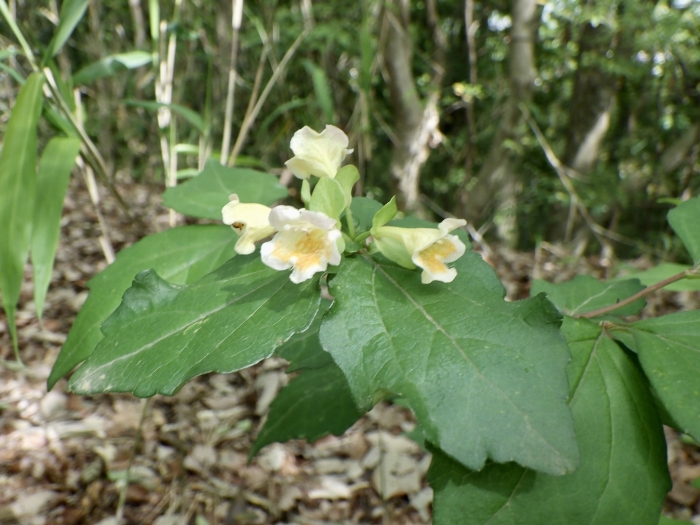 Diabelia serrata image