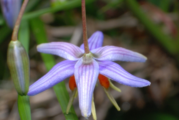 Dianella amoena image
