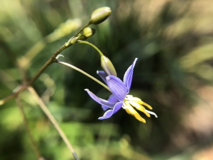 Dianella ensifolia image