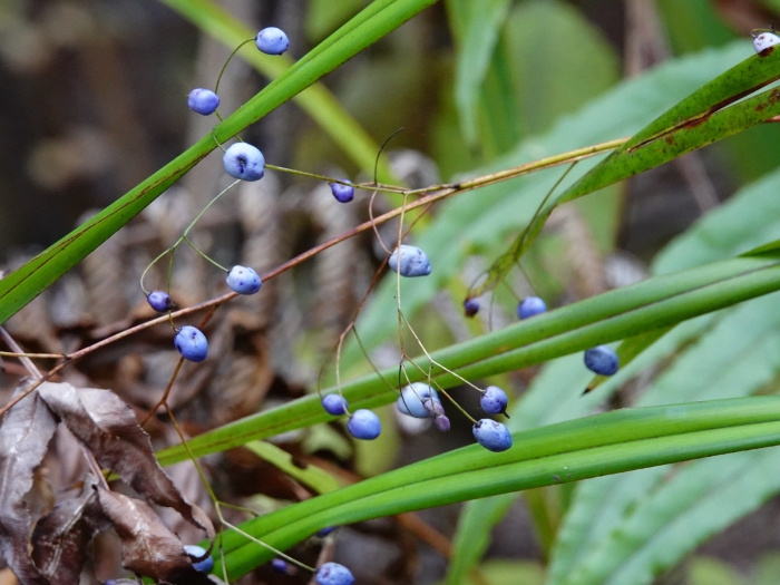 Dianella nigra image