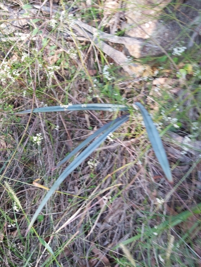 Dianella prunina image