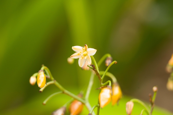 Dianella sandwicensis image