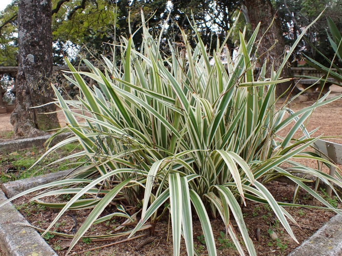 Dianella tasmanica image