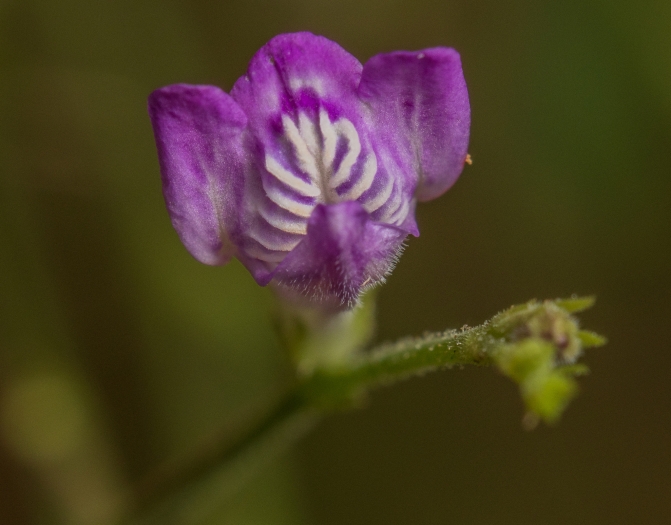 Dianthera pectoralis image