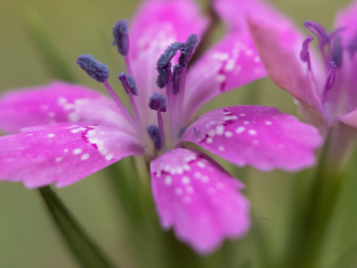 Dianthus armeria image