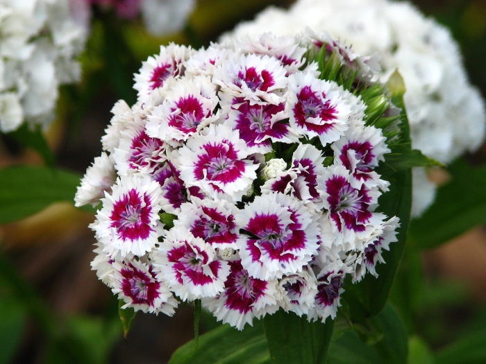 Dianthus barbatus image