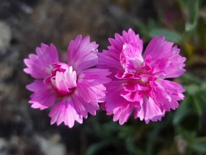 Dianthus caryophyllus image