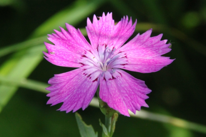Dianthus chinensis image