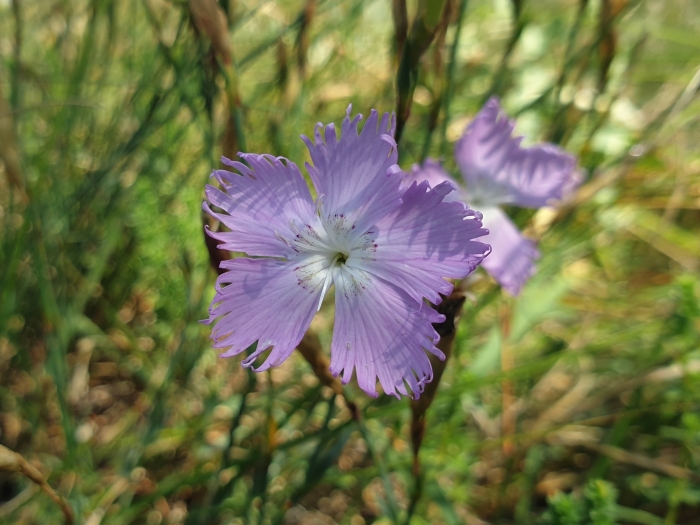 Dianthus gallicus image