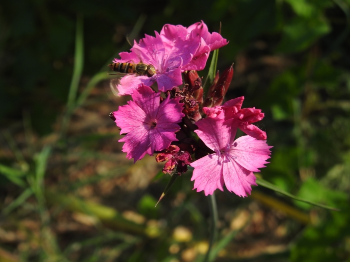 Dianthus giganteus image