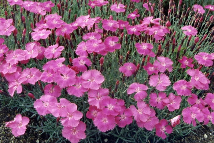 Dianthus gratianopolitanus image
