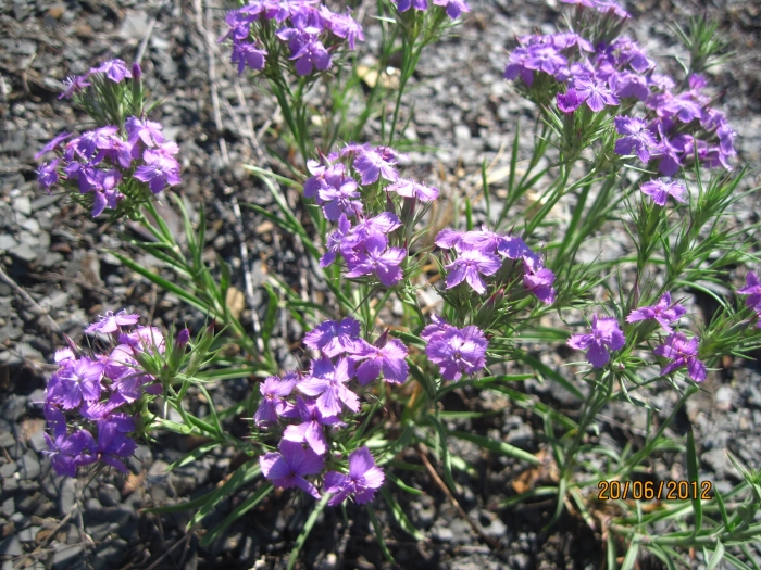 Dianthus pseudarmeria image