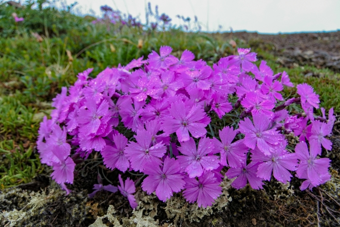 Dianthus repens image