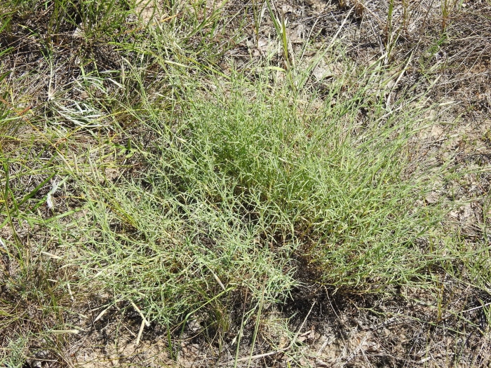 Dianthus squarrosus image
