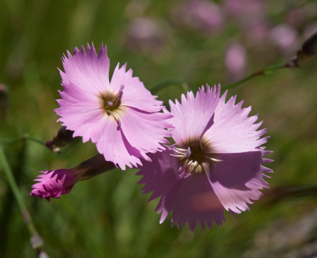Dianthus sylvestris image