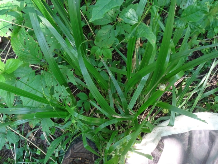 Diarrhena obovata image