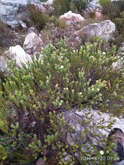 Diastella thymelaeoides subsp. thymelaeoides image