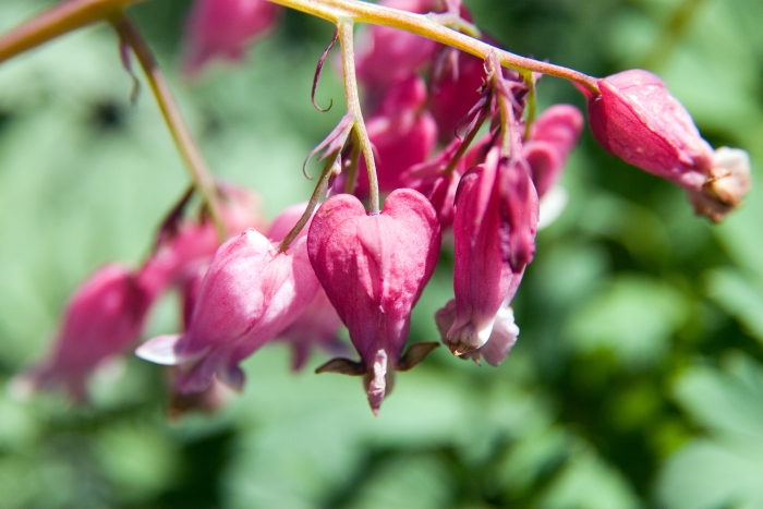 Dicentra eximia image