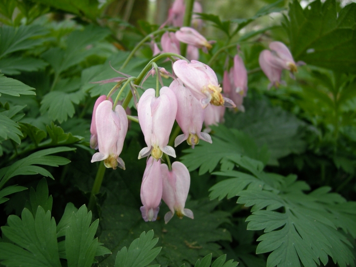 Dicentra formosa image