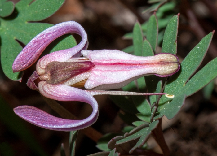 Dicentra uniflora image
