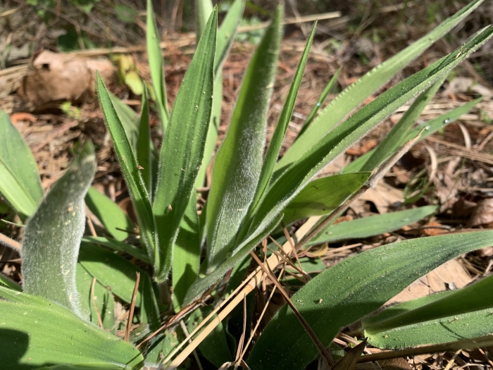 Dichanthelium scoparium image