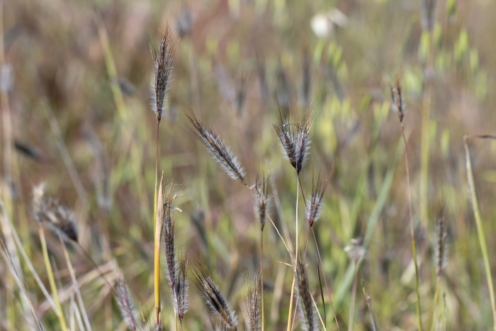 Dichanthium sericeum image