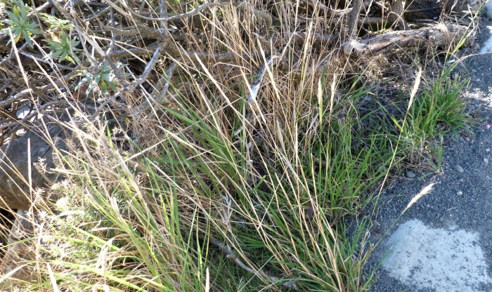 Dichelachne crinita image