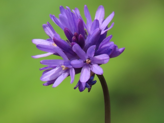 Dichelostemma congestum image