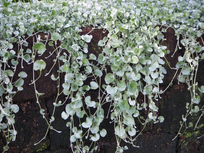 Dichondra argentea image