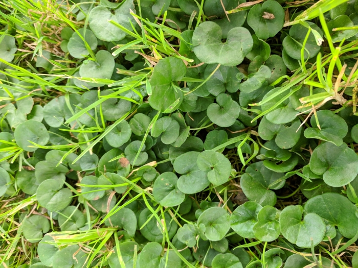 Dichondra donelliana image