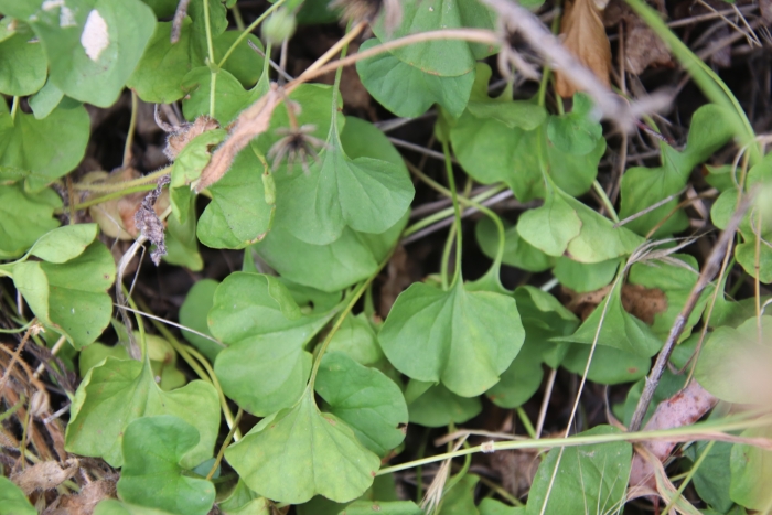 Dichondra occidentalis image
