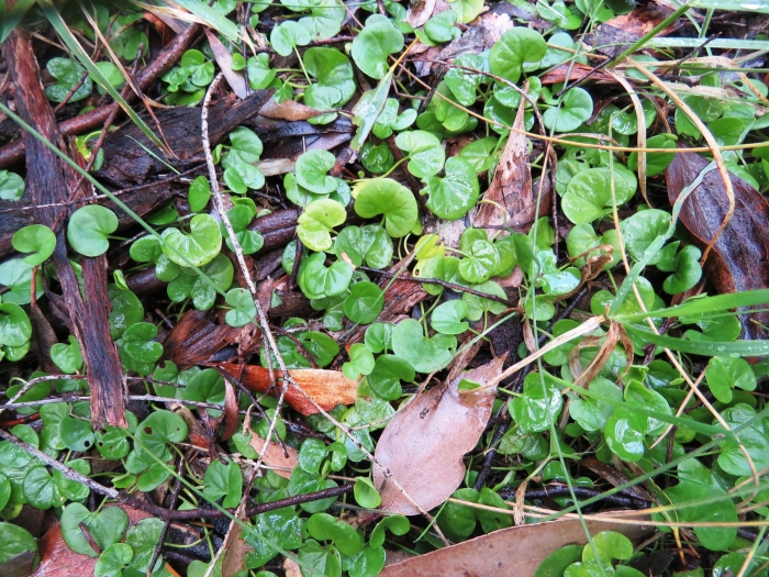 Dichondra repens image
