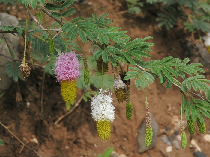 Dichrostachys cinerea image