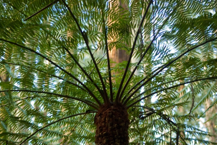 Dicksonia antarctica image