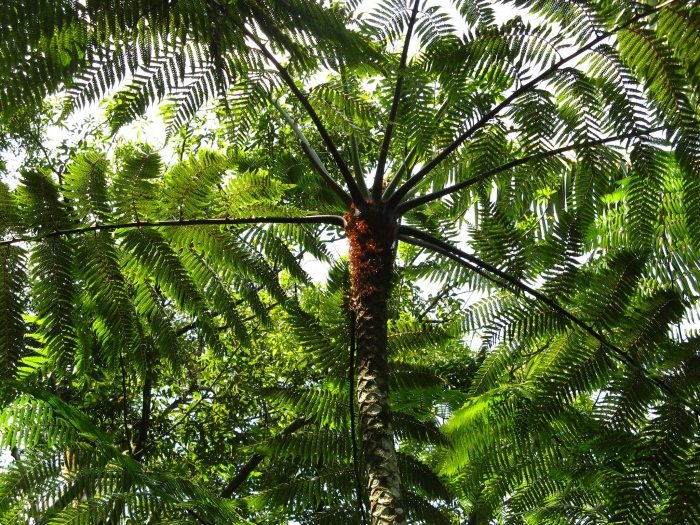 Dicksonia sellowiana image
