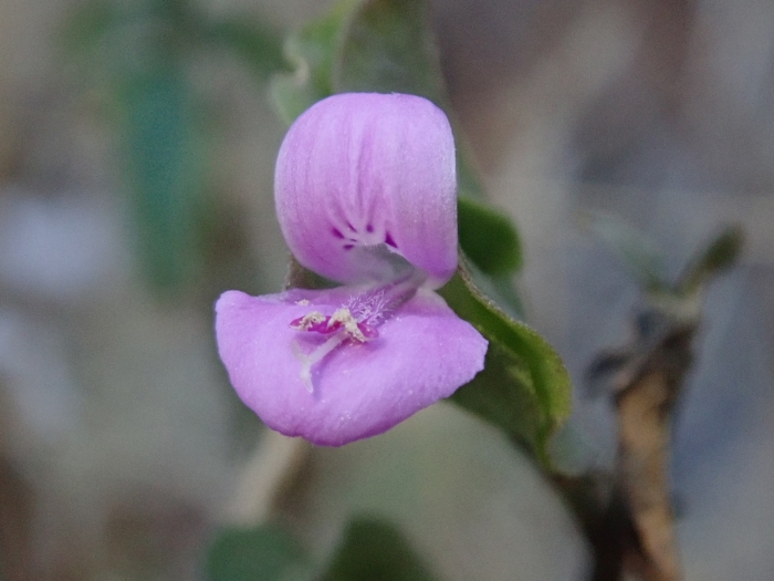 Dicliptera resupinata image