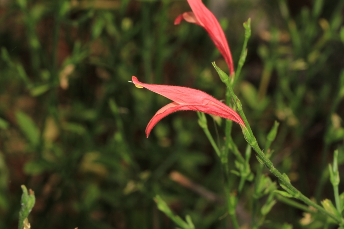 Dicliptera sexangularis image