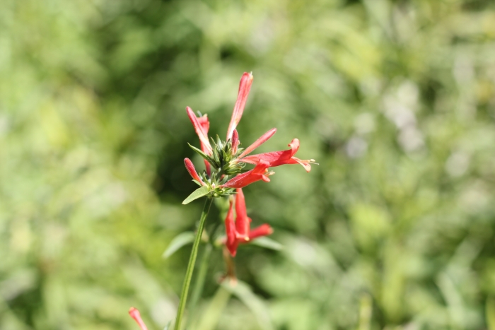 Dicliptera squarrosa image
