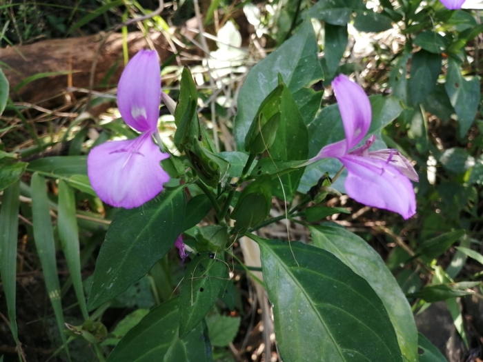 Dicliptera tinctoria image