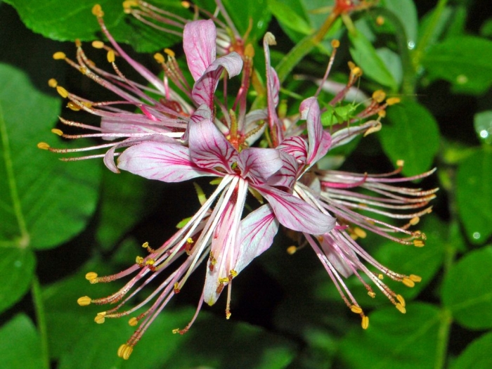 Dictamnus albus image